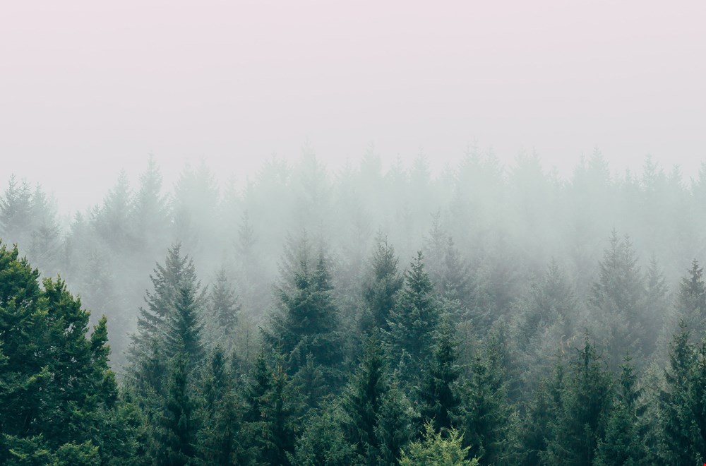 Deze kerstbomen zijn wél duurzaam! Deze kerstbomen zijn wél duurzaam!